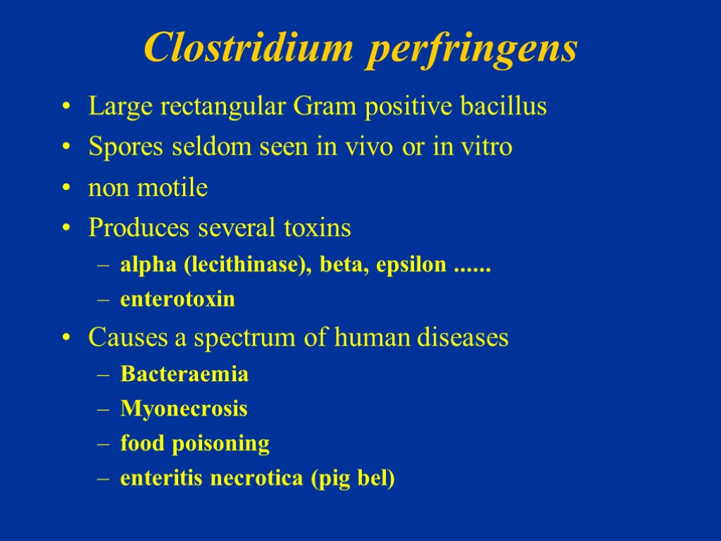 Clostridium perfringens Large rectangular Gram positive bacillus Spores seldom seen in vivo or in